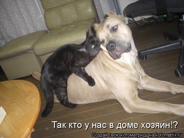 Так кто у нас в доме хозяин!?... Котоматрица: Так кто у нас в доме хозяин!?