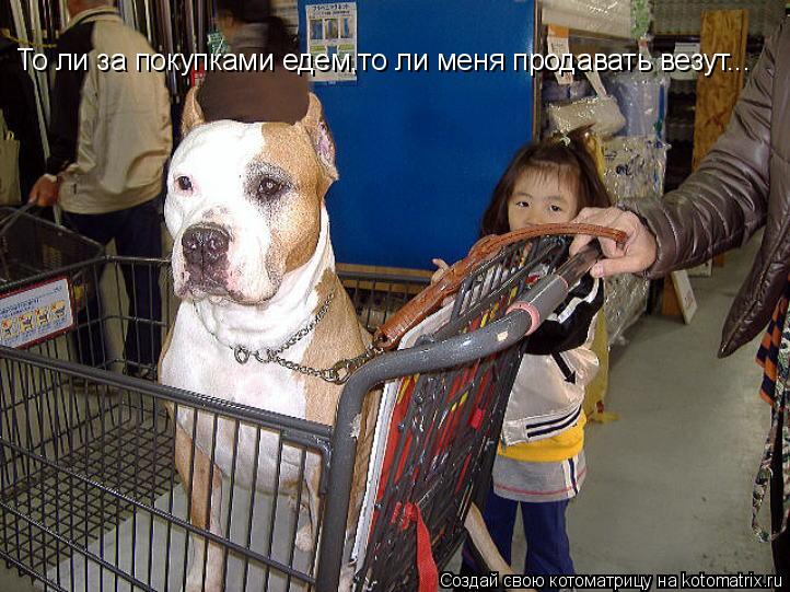 То ли за покупками едем,то ли меня продавать везут...... Котоматрица: То ли за покупками едем,то ли меня продавать везут...
