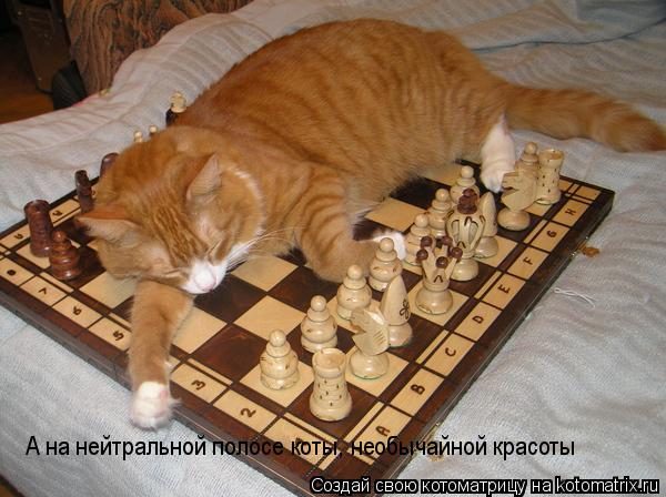 А на нейтральной полосе коты, необычайной красоты... Котоматрица: А на нейтральной полосе коты, необычайной красоты