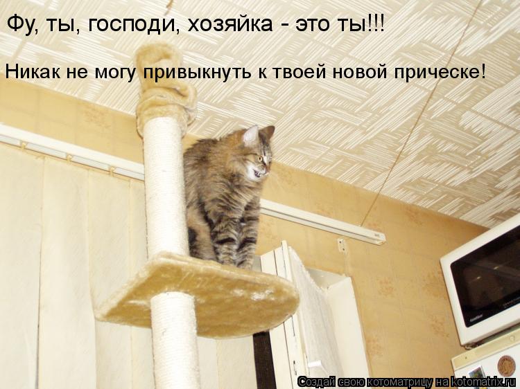 Фу, ты, господи, хозяйка - это ты!!! Никак не могу привыкнуть к твоей новой прическе!... Котоматрица: Фу, ты, господи, хозяйка - это ты!!! Никак не могу привыкнуть к твоей новой прическе!