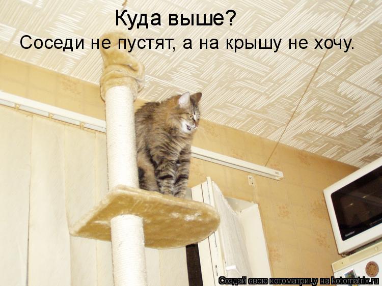 Куда выше? Соседи не пустят, а на крышу не хочу.... Котоматрица: Куда выше? Соседи не пустят, а на крышу не хочу.