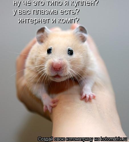 ну чё это типо я куплен? у вас плазма есть? интернет и комп?... Котоматрица: ну чё это типо я куплен? у вас плазма есть? интернет и комп?