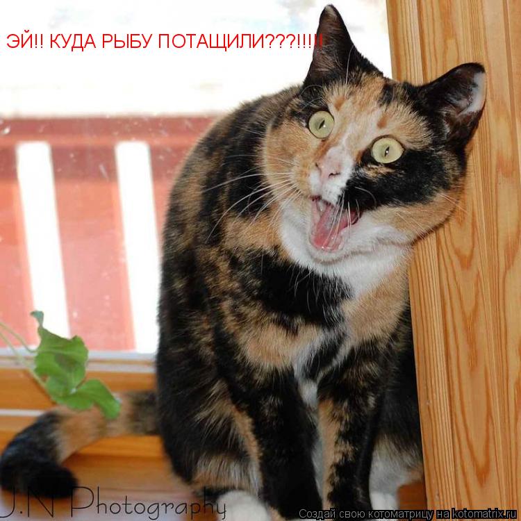 ЭЙ!! КУДА РЫБУ ПОТАЩИЛИ???!!!!!... Котоматрица: ЭЙ!! КУДА РЫБУ ПОТАЩИЛИ???!!!!!