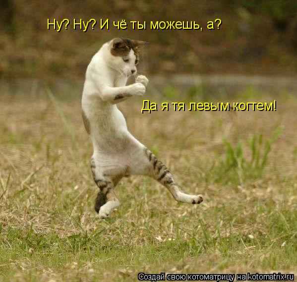 Ну? Ну? И чё ты можешь, а? Да я тя левым когтем!... Котоматрица: Ну? Ну? И чё ты можешь, а? Да я тя левым когтем!