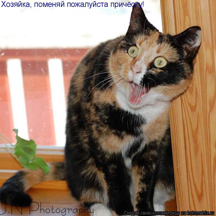 Хозяйка, поменяй пожалуйста причёску!... Котоматрица: Хозяйка, поменяй пожалуйста причёску!