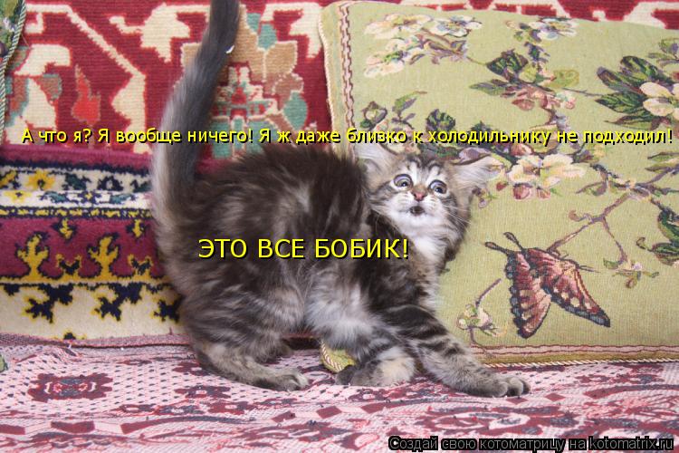 А что я? Я вообще ничего! Я ж даже близко к холодильнику не подходил! ЭТО ВСЕ БОБИК!... Котоматрица: А что я? Я вообще ничего! Я ж даже близко к холодильнику не подходил! ЭТО ВСЕ БОБИК!