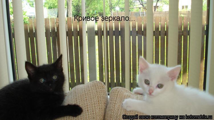 Кривое зеркало...... Котоматрица: Кривое зеркало...