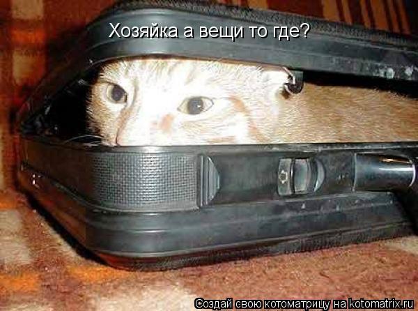 Котоматрица: Хозяйка а вещи то где?