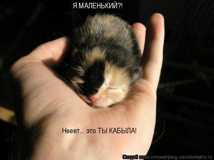 Котоматрица: Я МАЛЕНЬКИЙ?! Нееет... это ТЫ КАБЫЛА!