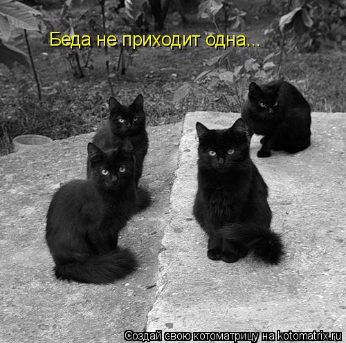 Котоматрица: Беда не приходит одна...