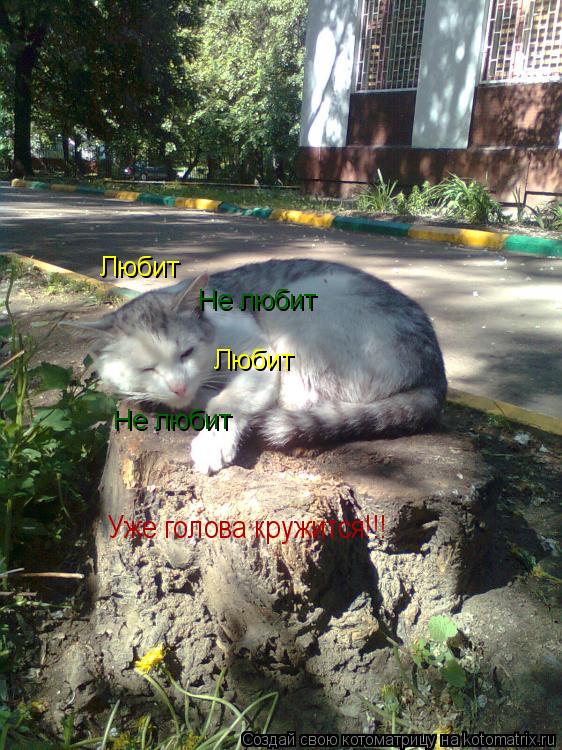 Котоматрица: Любит Не любит Любит Не любит Уже голова кружится!!!