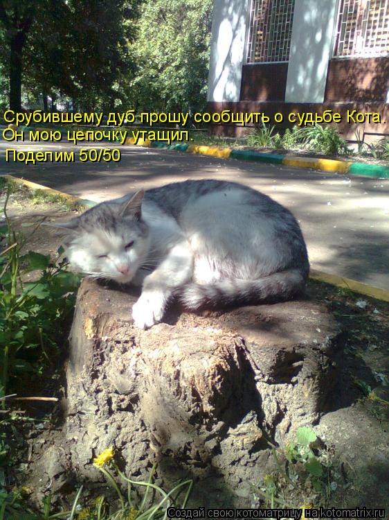Котоматрица: Срубившему дуб прошу сообщить о судьбе Кота. Он мою цепочку утащил. Поделим 50/50