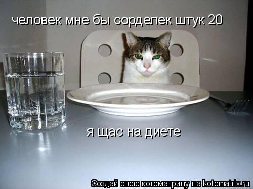 Котоматрица: человек мне бы сорделек штук 20  я щас на диете
