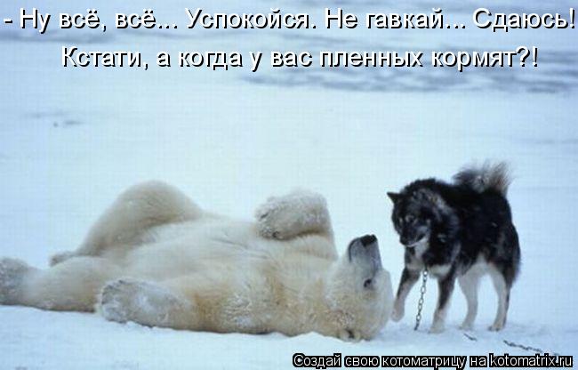 Кстати, а когда у вас пленных кормят?! - Ну всё, всё... Успокойся. Не гавкай... Сдаюсь!... Котоматрица: Кстати, а когда у вас пленных кормят?! - Ну всё, всё... Успокойся. Не гавкай... Сдаюсь!