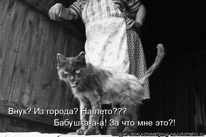 Котоматрица: Внук? Из города? На лето??? Бабушка-а-а! За что мне это?!
