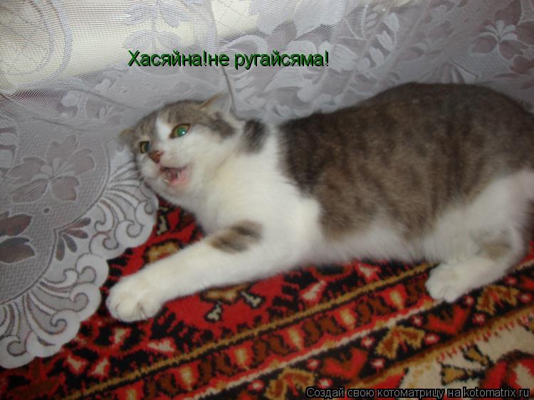 Хасяйна!не ругайсяма!... Котоматрица: Хасяйна!не ругайсяма!
