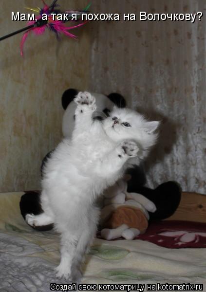 Котоматрица: Мам, а так я похожа на Волочкову?