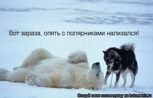 Котоматрица: Вот зараза, опять с полярниками нализался!
