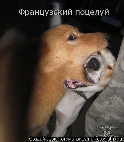Котоматрица: Французский поцелуй