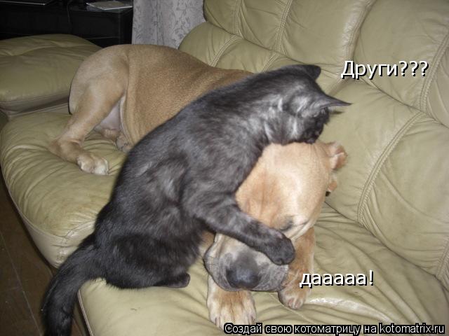 Котоматрица: Други??? дааааа!