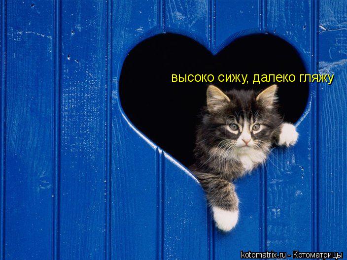высоко сижу, далеко гляжу... Котоматрица: высоко сижу, далеко гляжу