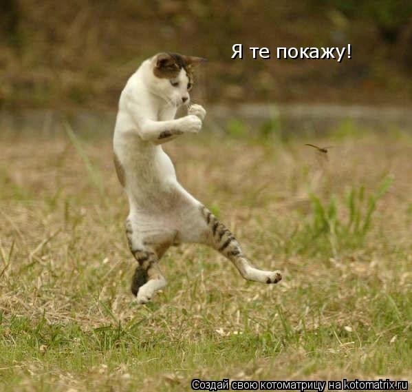Я те покажу!... Котоматрица: Я те покажу!