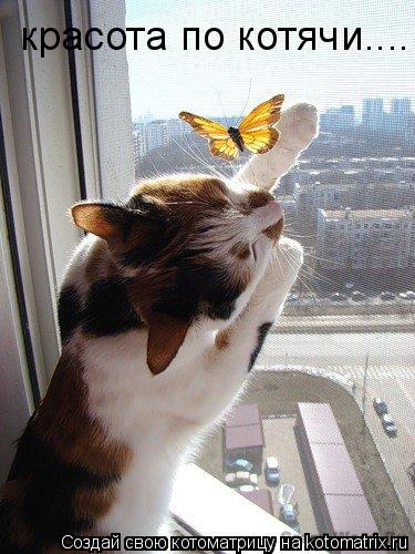 красота по котячи....... Котоматрица: красота по котячи....