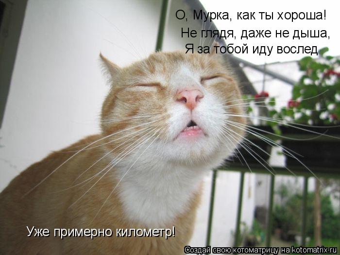 О, Мурка, как ты хороша! Не глядя, даже не дыша, Я за тобой иду вослед Уже примерно километр!... Котоматрица: О, Мурка, как ты хороша! Не глядя, даже не дыша, Я за тобой иду вослед Уже примерно километр!