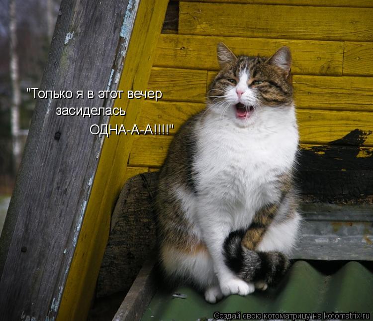 "Только я в этот вечер засиделась ОДНА-А-А!!!!"... Котоматрица: "Только я в этот вечер засиделась ОДНА-А-А!!!!"