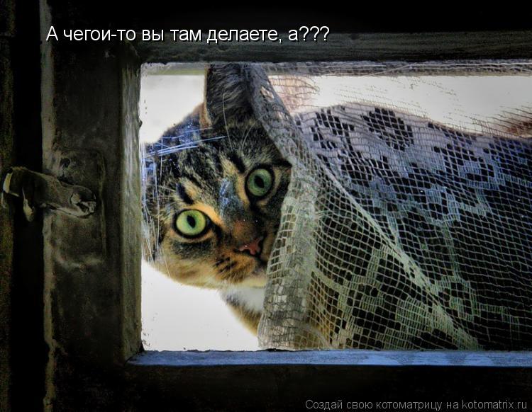 А чегои-то вы там делаете, а???... Котоматрица: А чегои-то вы там делаете, а???