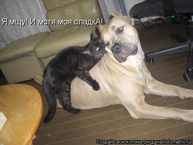 Я мщу! И мстя моя сладкА!... Котоматрица: Я мщу! И мстя моя сладкА!