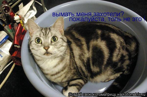 вымать меня захотели? пожалуйста, толь не это !... Котоматрица: вымать меня захотели? пожалуйста, толь не это !
