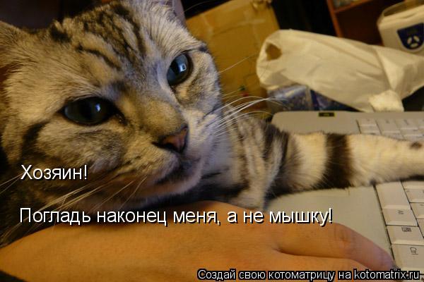Хозяин! Погладь наконец меня, а не мышку!... Котоматрица: Хозяин! Погладь наконец меня, а не мышку!