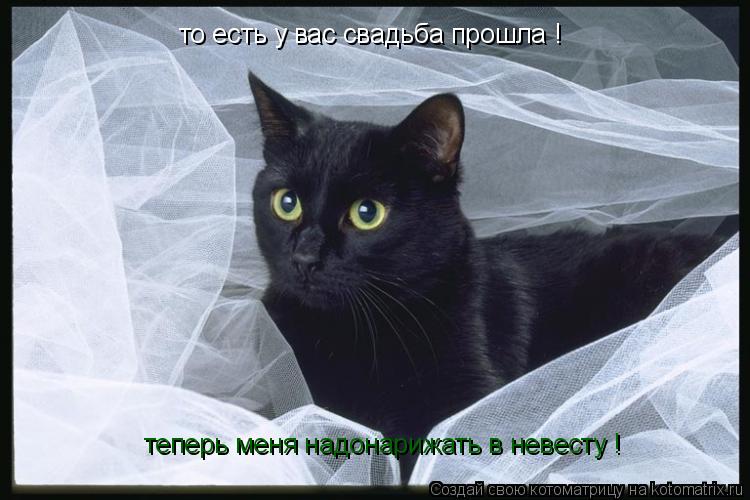 то есть у вас свадьба прошла ! теперь меня надонарижать в невесту !... Котоматрица: то есть у вас свадьба прошла ! теперь меня надонарижать в невесту !