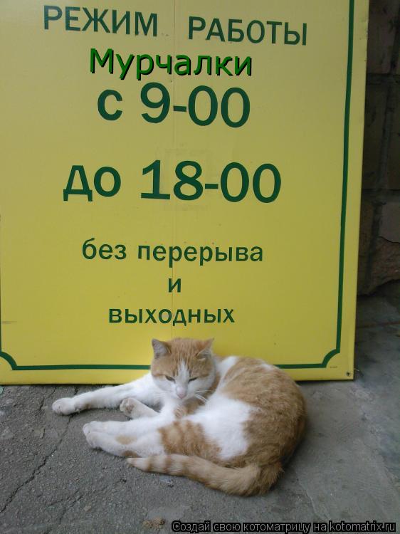 Мурчалки... Котоматрица: Мурчалки
