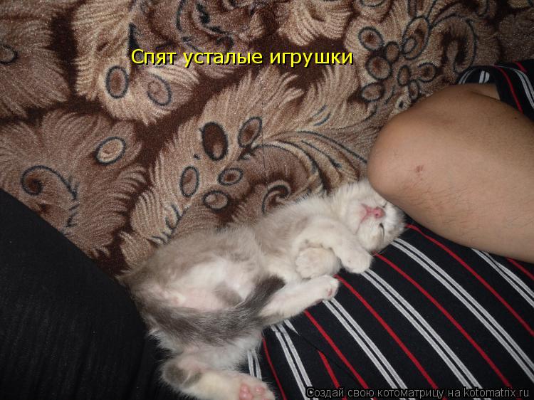 Спят усталые игрушки... Котоматрица: Спят усталые игрушки