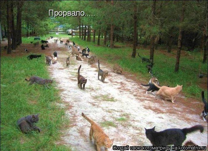 Прорвало........ Котоматрица: Прорвало.....