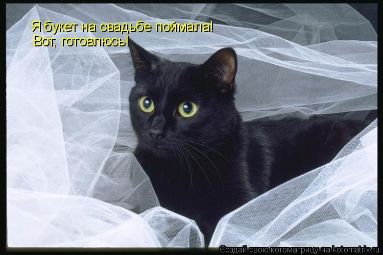 Я букет на свадьбе поймала! Вот, готовлюсь!... Котоматрица: Я букет на свадьбе поймала! Вот, готовлюсь!