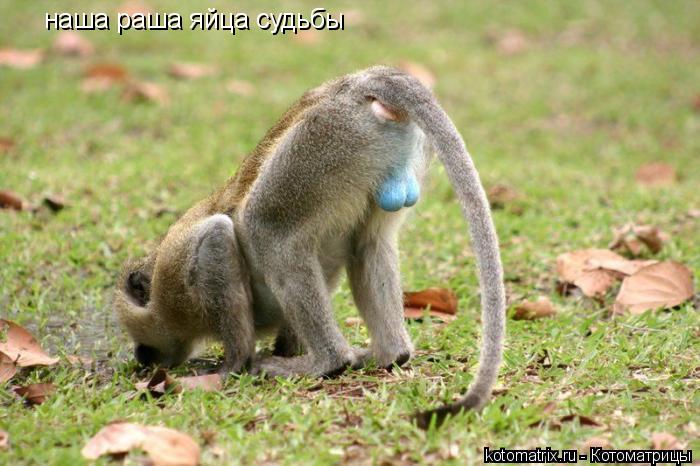 наша раша яйца судьбы... Котоматрица: наша раша яйца судьбы
