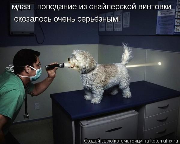 мдаа...поподание из снайперской винтовки окозалось очень серьёзным!... Котоматрица: мдаа...поподание из снайперской винтовки окозалось очень серьёзным!