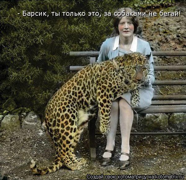 - Барсик, ты только это, за собаками не бегай!... Котоматрица: - Барсик, ты только это, за собаками не бегай!