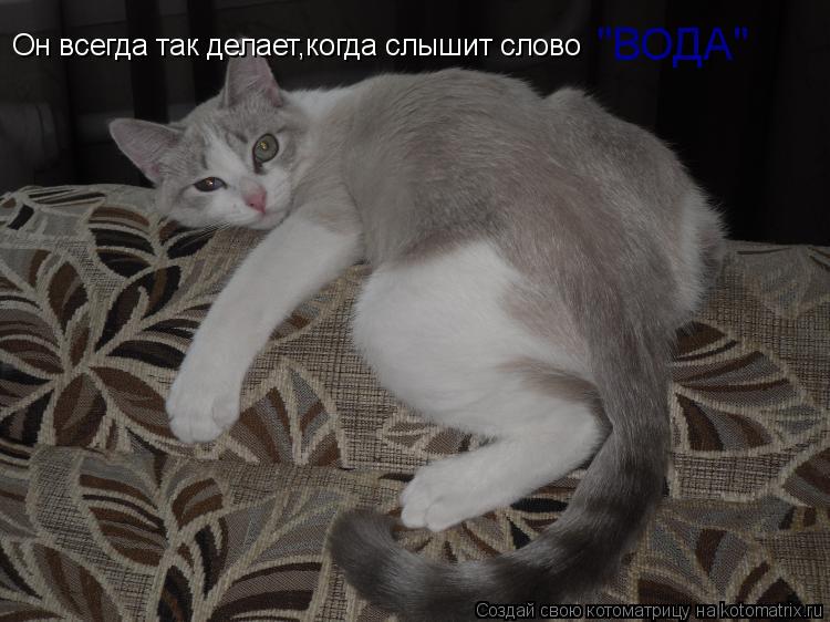 Котоматрица: Он всегда так делает,когда слышит слово "ВОДА"