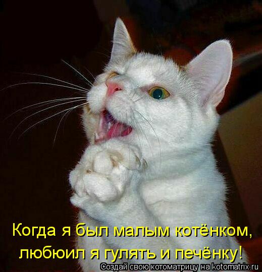 Котоматрица: Когда я был малым котёнком, любюил я гулять и печёнку!