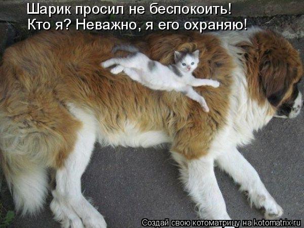 Шарик просил не беспокоить! Кто я? Неважно, я его охраняю!... Котоматрица: Шарик просил не беспокоить! Кто я? Неважно, я его охраняю!