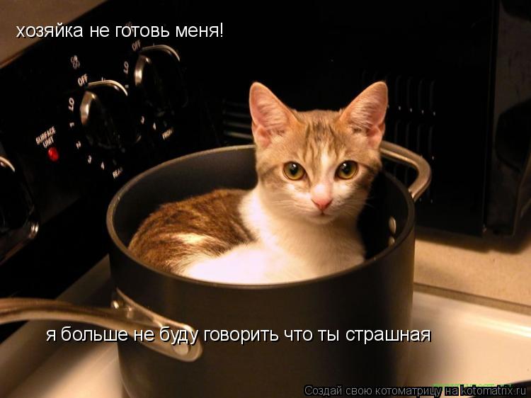 Котоматрица: хозяйка не готовь меня! я больше не буду говорить что ты страшная