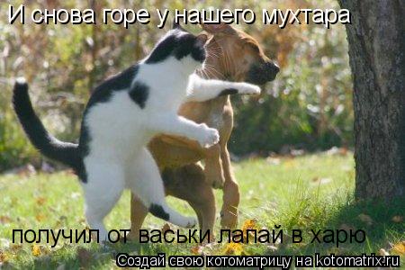 И снова горе у нашего мухтара получил от васьки лапай в харю... Котоматрица: И снова горе у нашего мухтара получил от васьки лапай в харю