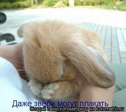 Даже звери могут плакать... Котоматрица: Даже звери могут плакать