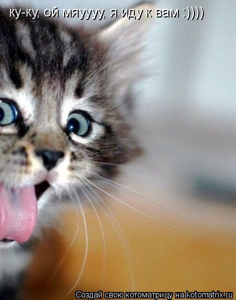ку-ку, ой мяуууу, я иду к вам :))))... Котоматрица: ку-ку, ой мяуууу, я иду к вам :))))