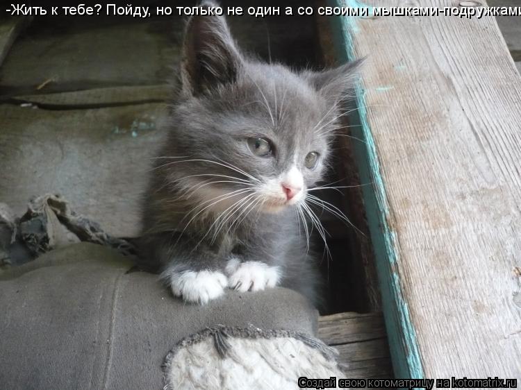 -Жить к тебе? Пойду, но только не один а со своими мышками-подружками... Котоматрица: -Жить к тебе? Пойду, но только не один а со своими мышками-подружками