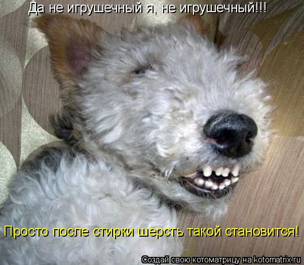 Да не игрушечный я, не игрушечный!!! Просто после стирки шерсть такой становится!... Котоматрица: Да не игрушечный я, не игрушечный!!! Просто после стирки шерсть такой становится!